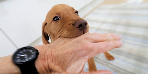 Puppy accidentally biting someone's hand. Pet bite medical care.