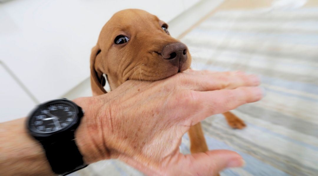 Puppy accidentally biting someone's hand. Pet bite medical care.
